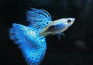 孔雀魚尾巴被咬還會(huì)長(zhǎng)嗎（能自愈嗎）